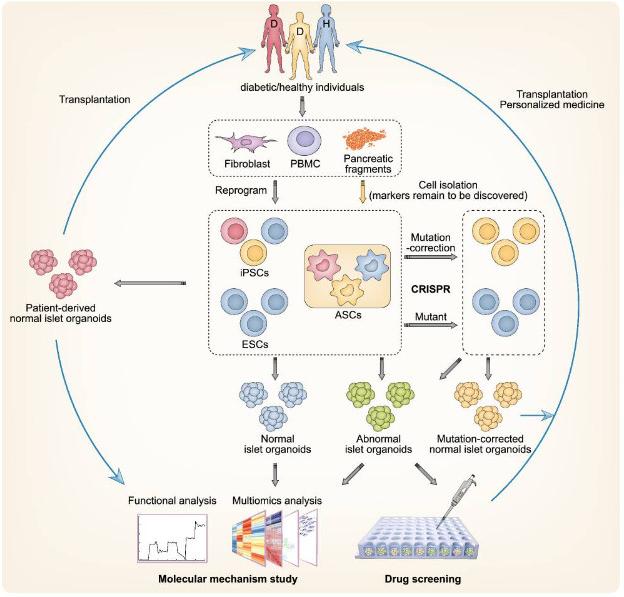 Figure 1: Potential applications of islet organoids in disease modeling and personalized medicine. (OA Literature)