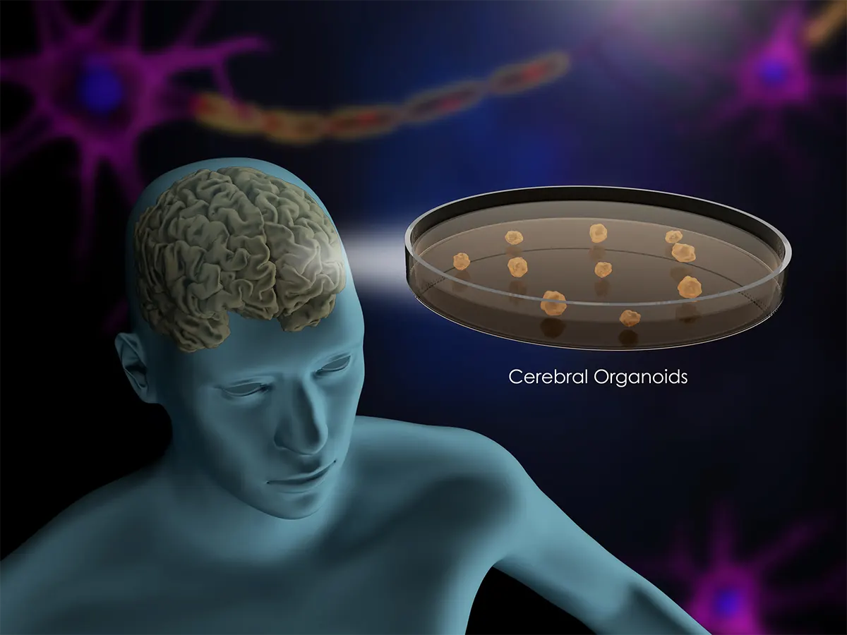 Self-updating of organoids