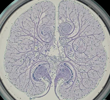 Brain organoids schematic diagram (Creative Biolabs Original)