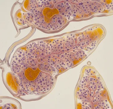Intestinal organoids schematic diagram (Creative Biolabs Original)