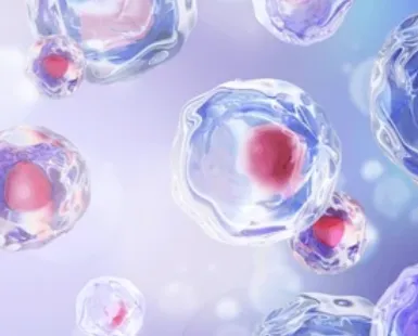 Islet organoids schematic diagram (Creative Biolabs Original)