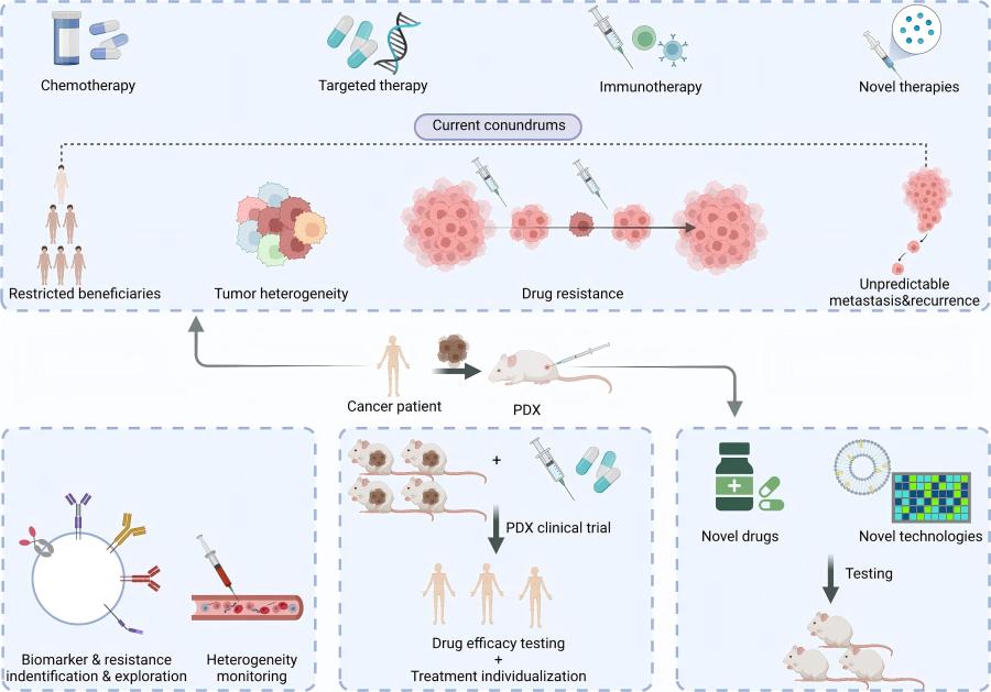 Figure 1 PDX in the Modern Age of Cancer Treatment. (OA Literature)