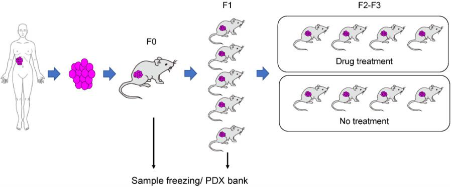 Figure 2 Uses of PDX Mouse Models. (OA Literature)