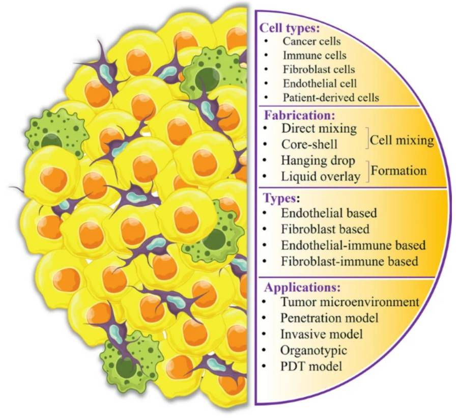 Figure 1: Introduction to Heterotypic Tumor Spheroids. (OA Literature)