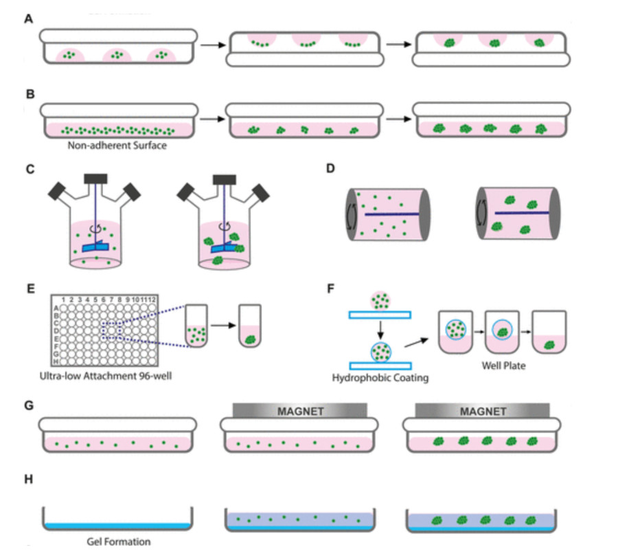 Figure 2: Traditional 3D Cell Culture Methods for Spheroid Formation. (OA Literature)