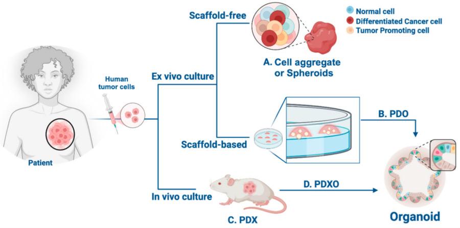 Figure 1 Illustrated schematic of epithelial tissue and innovative 3D cell culture models for the study of human tumor cells. (OA Literature)