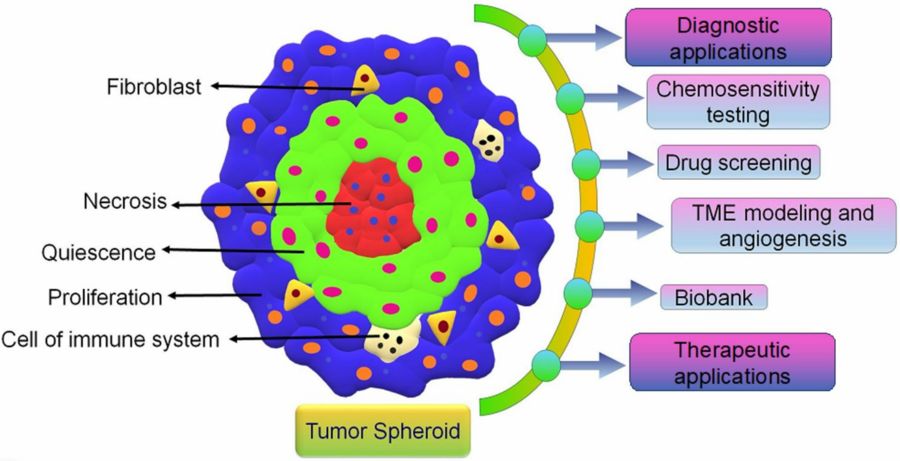 Figure 1: Application Fields of Tumor Spheroids. (OA Literature)