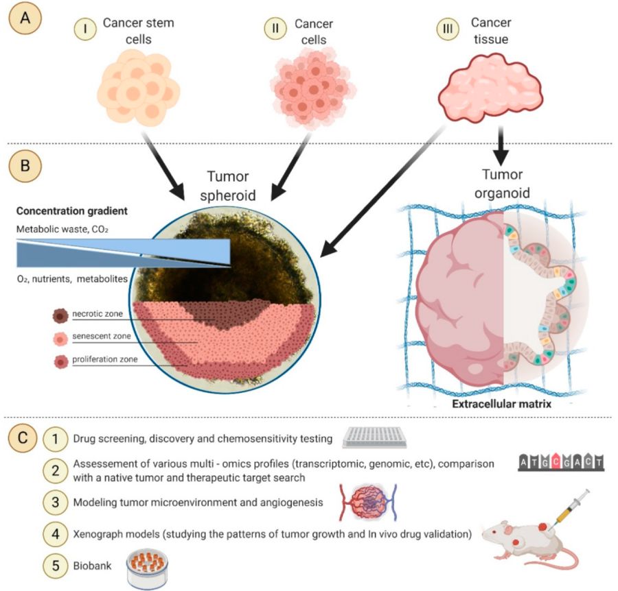 Figure 2: Utilizing 3D Tumor Models in Personalized Medicine. (OA Literature)