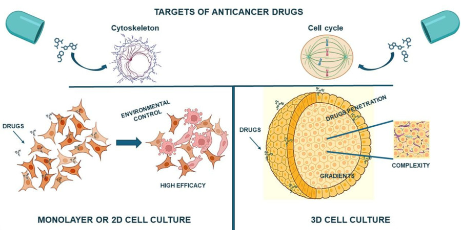 Figure 1: Two-Dimensional and Spheroid-Based Three-Dimensional Cell Culture Systems (OA Literature)