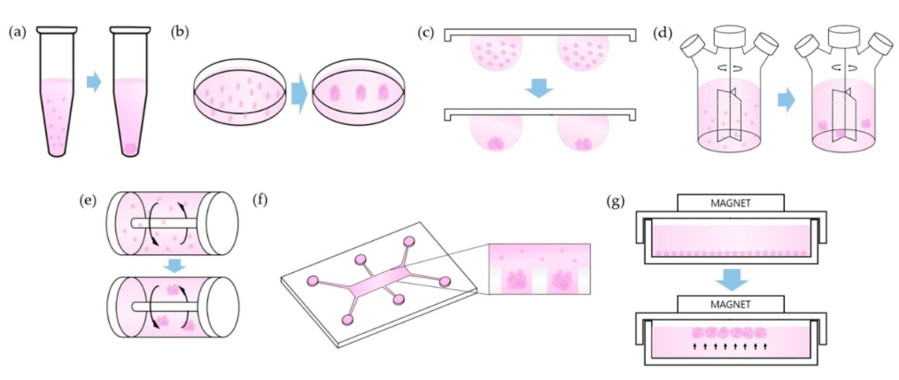 Figure 2: Cell Culture During Spheroid Development (OA Literature)