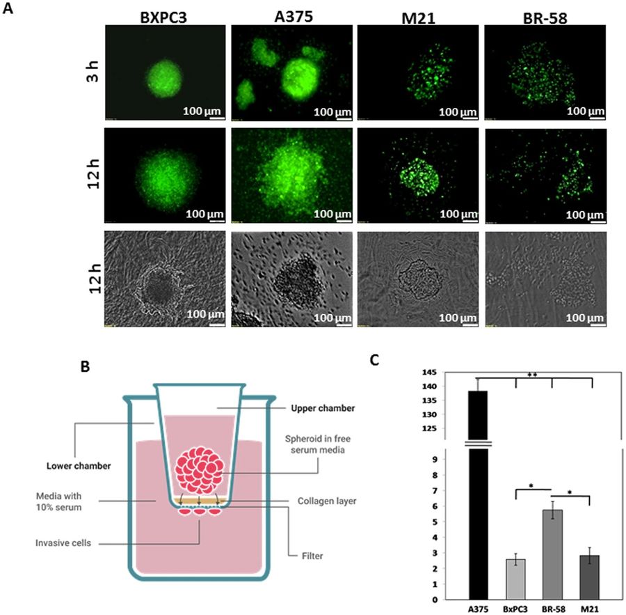 Figure 1: Assays for Spatial Invasion of Spheroids (OA Literature)