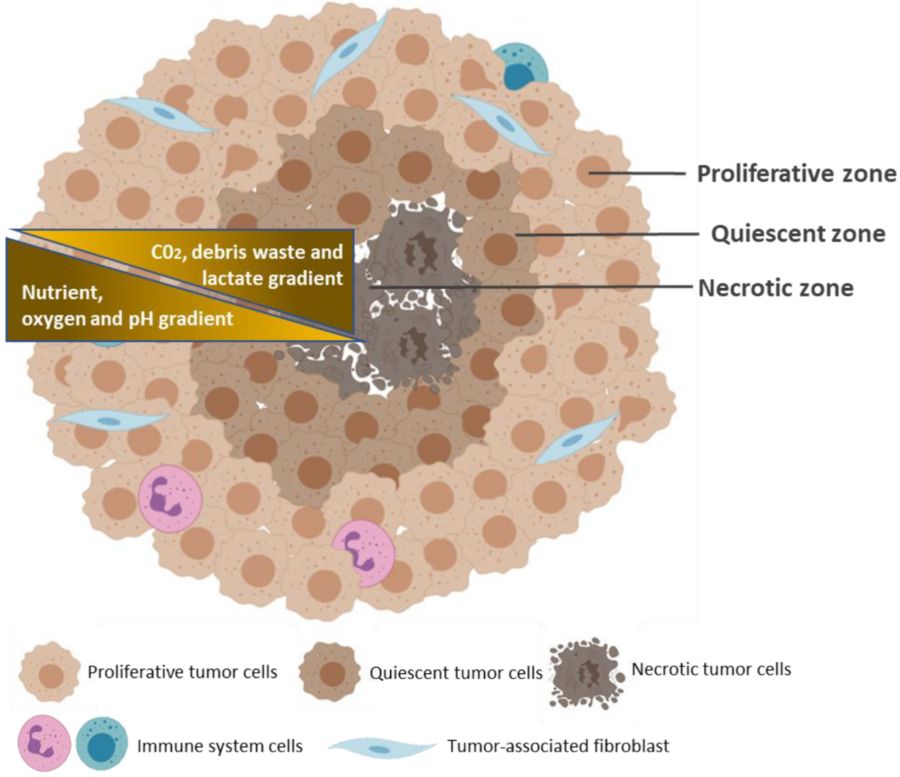 Figure 1 Standard Architecture of a Multicellular Tumor Spheroid. (OA Literature)