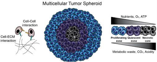 Figure 2 Biological Characteristics of Multicellular Tumor Spheroids (MCTS). (OA Literature)