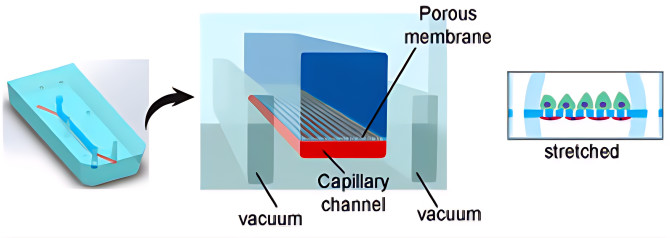 Figure 1 Design of a Kidney-on-a-Chip. (OA Literature)
