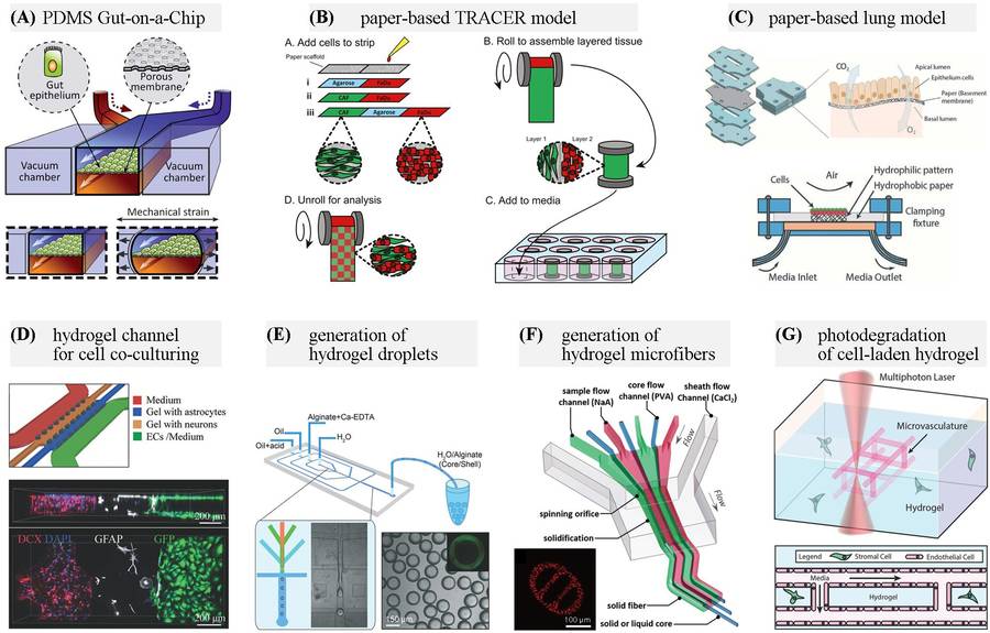 Figure 2 Common Materials Used in Organ-on-a-Chip (OOC) Applications. (OA Literature)