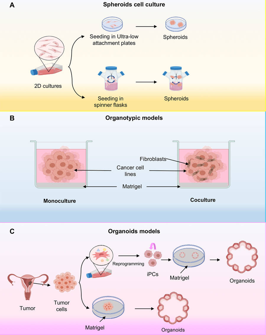 Figure 2 Three-Dimensional Cell Culture Models. (OA Literature)