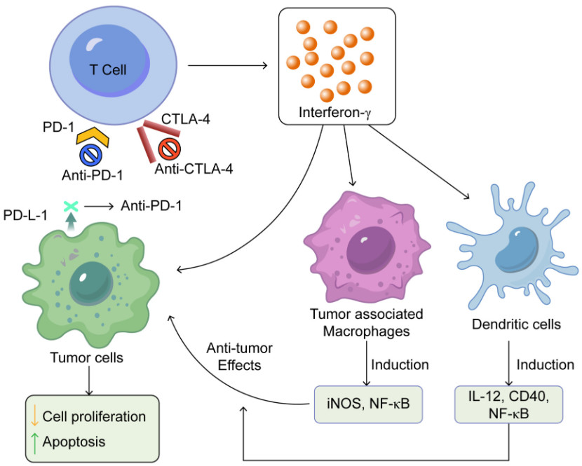 Figure 2 Mechanisms of action of immune checkpoint inhibitors. (OA Literature)