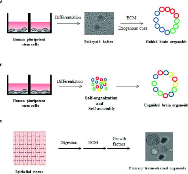 Figure 2: Technologies for organoid formation utilizing human pluripotent stem cells (hPSCs) and primary tissue. (OA Literature)