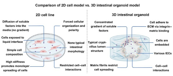 Figure 2: A comparison between 2D cell lines and 3D intestinal organoid models. (OA Literature)