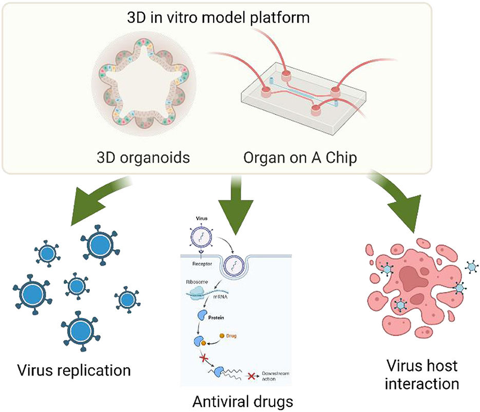Figure 1 Utilizing 3D Organoids in Virology and Antiviral Research. (OA Literature)