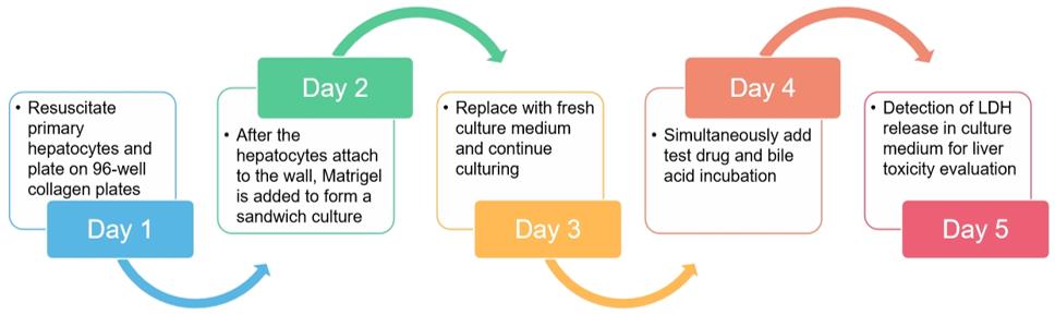 Test procedure of bile acid-dependent hepatotoxicity evaluation by sandwich-cultured human hepatocytes. (Creative Biolabs Original)