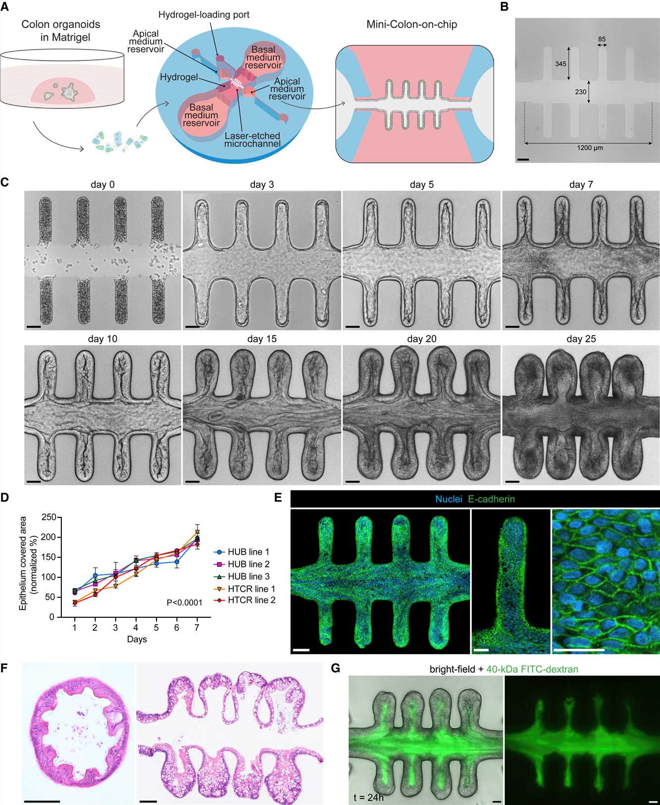 Fig 2. Generation of human colon chip.