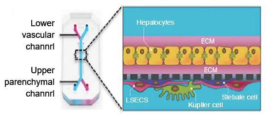 Fig 1. Specific cell type four-cell culture chip used for drug toxicity test.