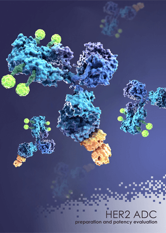 ADC Case Study Anti-HER2 ADC Preparation & Potency Evaluation Against HER2 Overexpression Human Cancer Cell Line