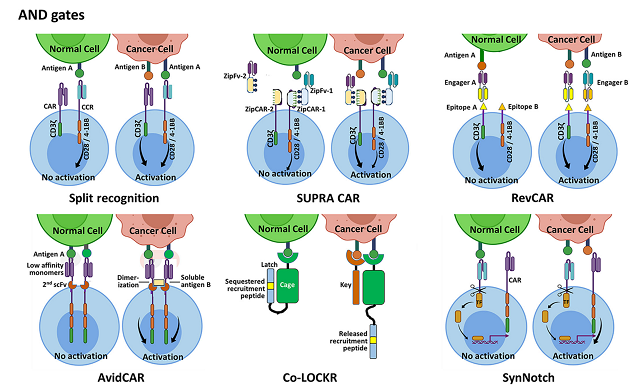 Figure 1. The scheme of IVT mRNA CAR T therapy in cancer patients. (Savanur, et al., 2021)