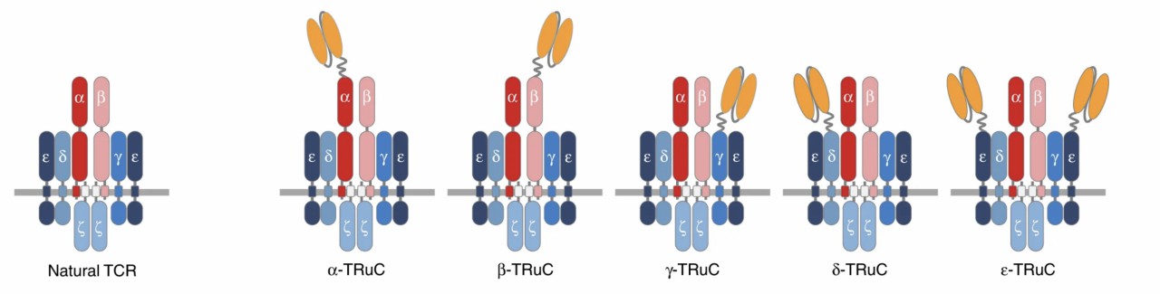 The natural TCR complex and five TRuC-containing TCR complexes.