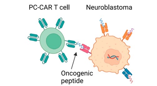 Fig. 1 PC-CARs targeting neuroblastoma’s oncogenic peptide. (Irving, et al., 2022)