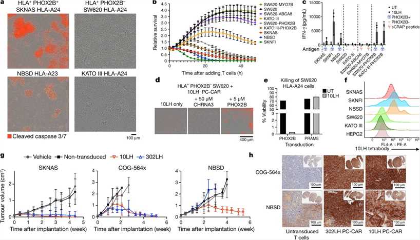 Fig. 3 Tumor killing and breakthrough induced by PHOX2B-specific PC-CAR T cells. (Yarmarkovich, et al., 2021)