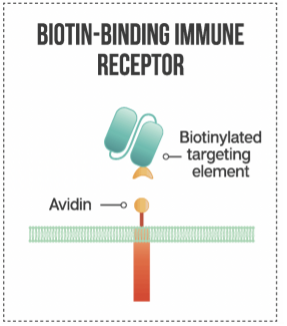 Figure 1. Biotin-Binding Immune Receptors. (Sutherland, et al., 2020)