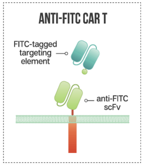 Figure 2. Anti-FITC CAR. (Sutherland, et al., 2020)
