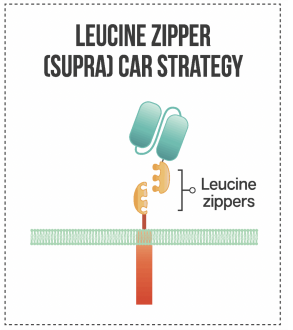 Figure 3. Leucine Zipper (SUPRA) CAR. (Sutherland, et al., 2020)