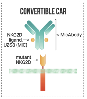 Figure 4. Convertible CAR. (Sutherland, et al., 2020)