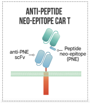 Figure 8. Anti-PNE CAR. (Sutherland, et al., 2020)