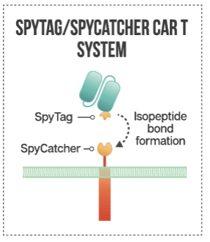 Figure 9. SpyTag/SpyCatcher CAR. (Sutherland, et al., 2020)
