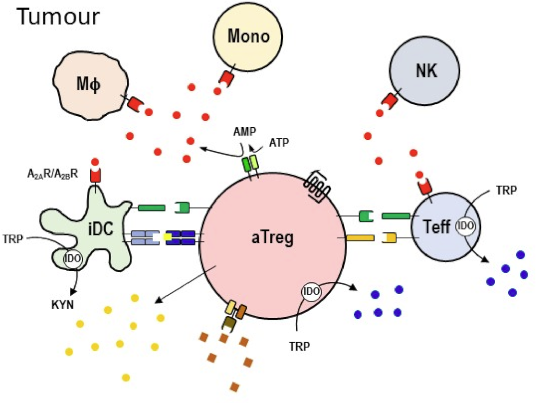 Fig.1 Location of CCR8 on tumor Treg cells. (Moser. 2022)