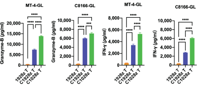 Fig.3 The levels of granzyme-B and IFN-γ in CCR8 CAR T cell were determined by ELISA. (Zheng, et al., 2022)