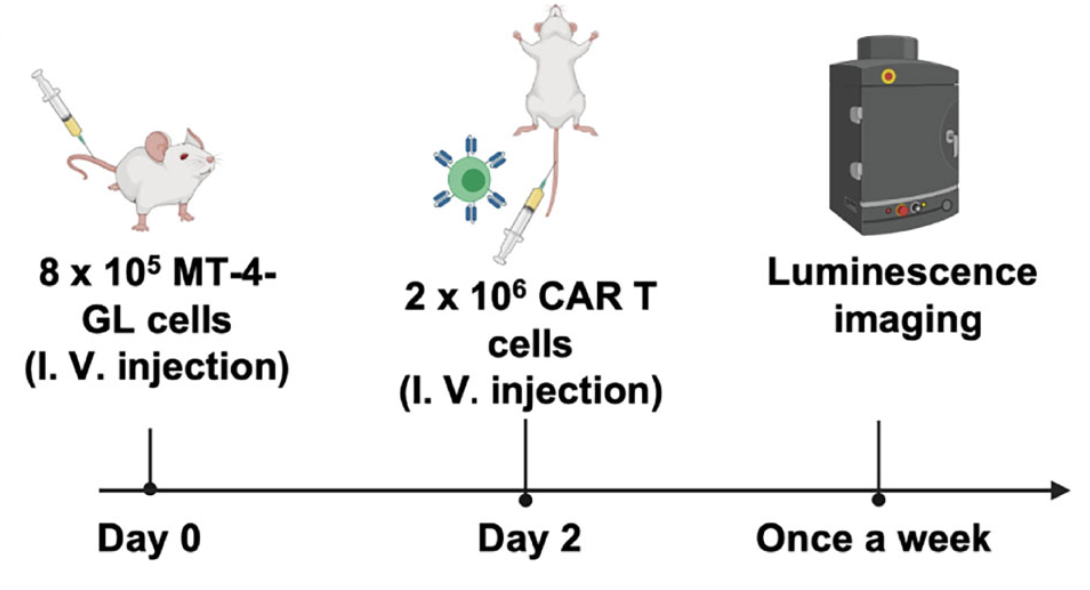 Fig.5 Schematic diagram of in vivo model construction of anti-CCR8 CAR-T cells. (Zheng, et al., 2022)