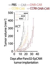 Fig.6 Growth curves of mouse tumors treated with CCR8 CAR T cells. (Cadilha, et al., 2021)