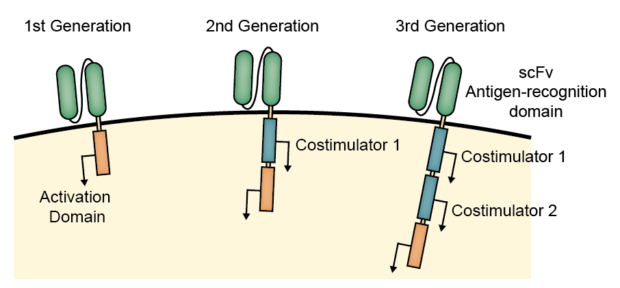 The three generations of CARs (Creative Biolabs)