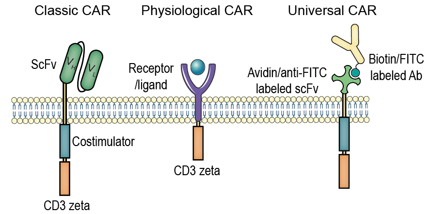 Representative CARs (Creative Biolabs)