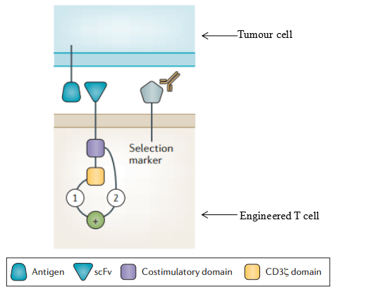 arked chimeric antigen receptor models and concepts