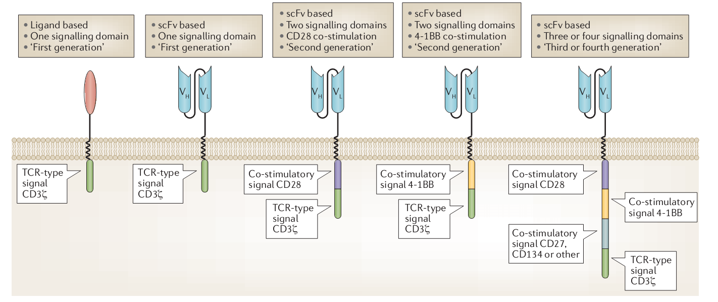 Chimeric antigen receptor design and evolution