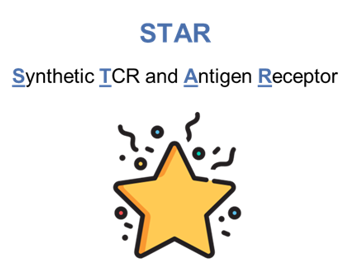Synthetic T Cell Antigen Receptor (STAR) Design and Construction Service