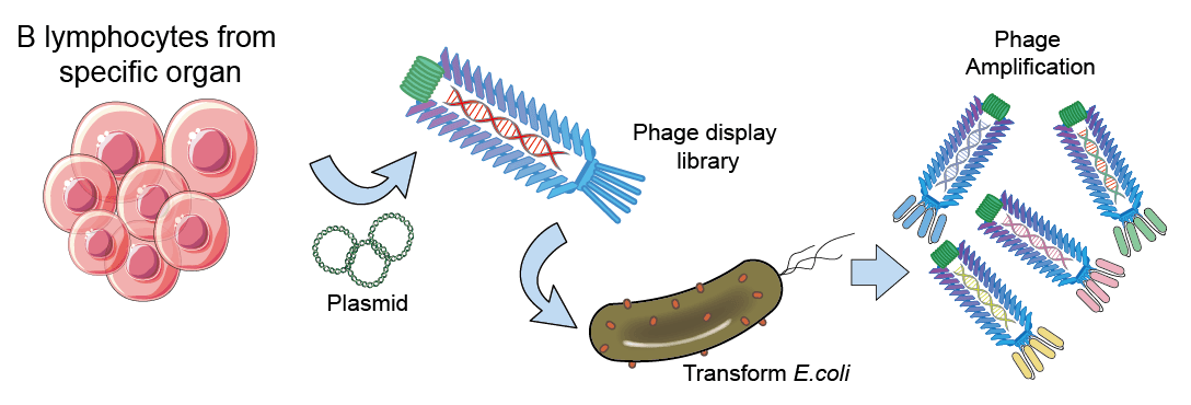 Flowchart of scFv generation from Phage Display (Creative Biolabs)