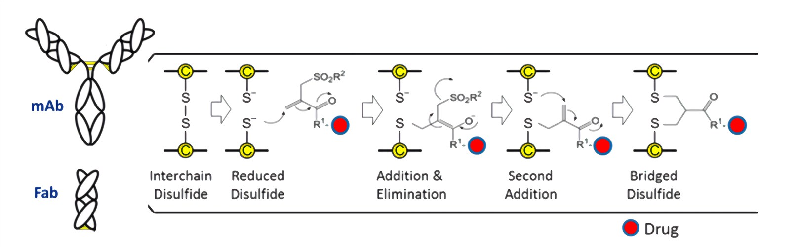 Bis-alkylating conjugation approach involving a sequence of Michael addition and elimination reactions. 