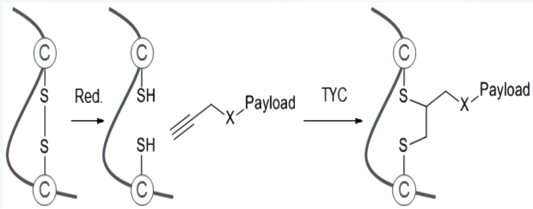 Reduction and TYC for the rebridging of disulfide bonds in peptides and proteins.